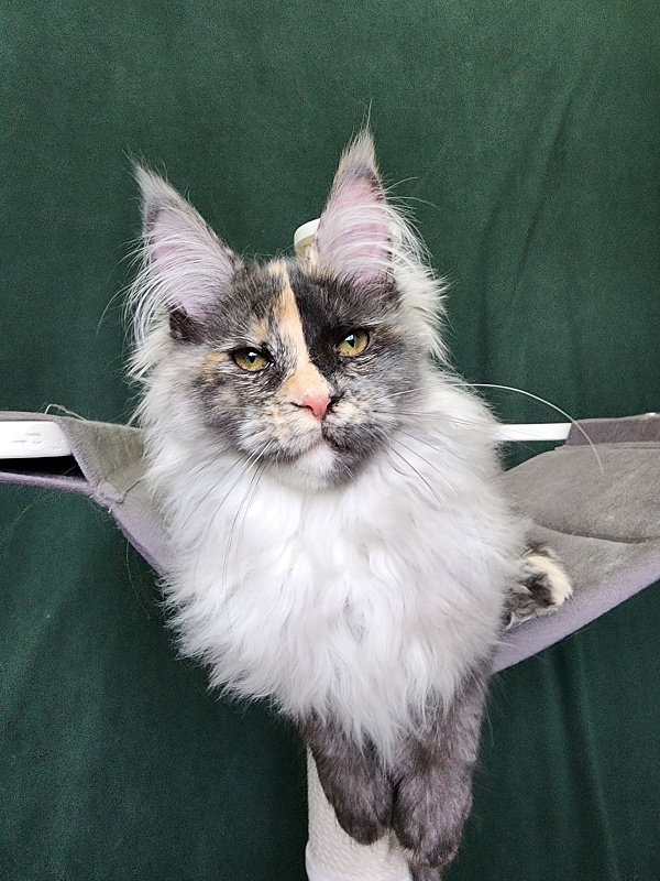 Pelageya  Akbars (polydactyl) 55/66 - Kitten maine-coon 4 months