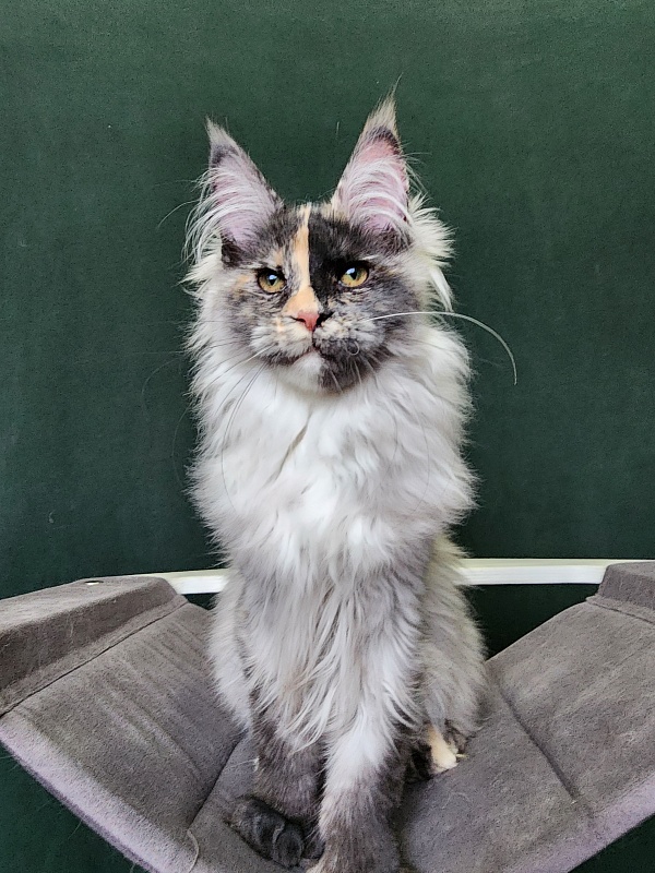 Pelageya  Akbars (polydactyl) 55/66 - Kitten maine-coon 4 months