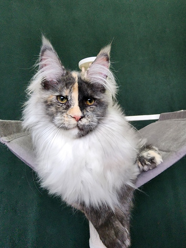 Pelageya  Akbars (polydactyl) 55/66 - Kitten maine-coon 4 months