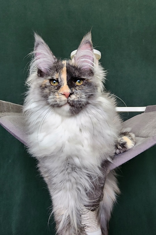 Pelageya  Akbars (polydactyl) 55/66 - Kitten maine-coon 4 months