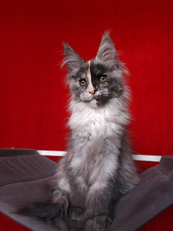 Pelageya  Akbars (polydactyl) 55/66 - Kitten maine-coon 2 months 2.5 weeks