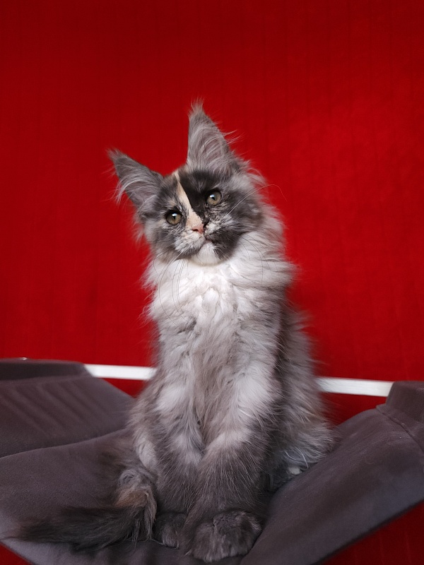 Pelageya  Akbars (polydactyl) 55/66 - Kitten maine-coon 2 months 2.5 weeks