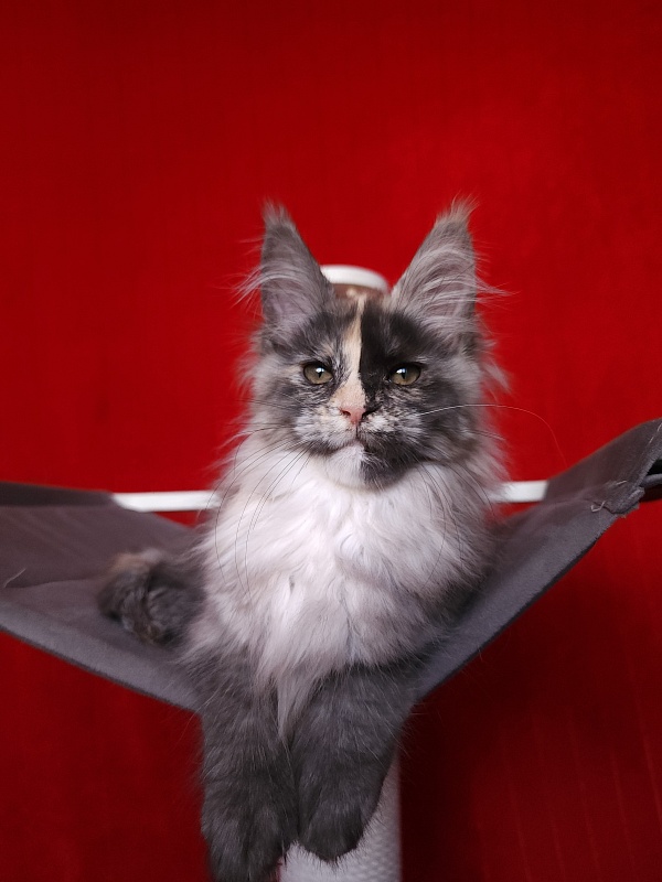 Pelageya  Akbars (polydactyl) 55/66 - Kitten maine-coon 2 months 2.5 weeks