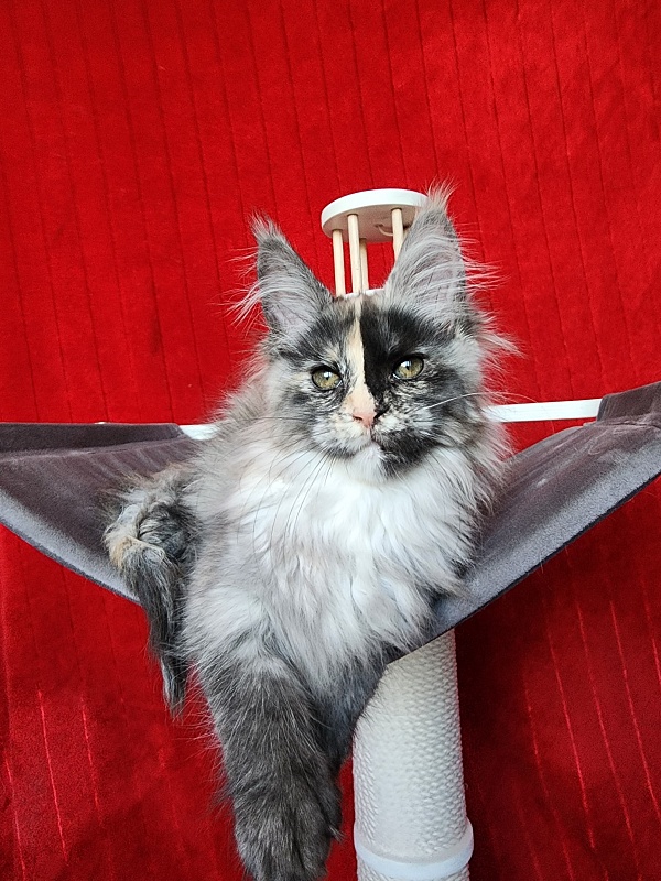 Pelageya  Akbars (polydactyl) 55/66 - Kitten maine-coon 2 months 2.5 weeks