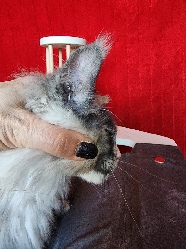 Pelageya  Akbars (polydactyl) 55/66 - Kitten maine-coon 2 months 2.5 weeks