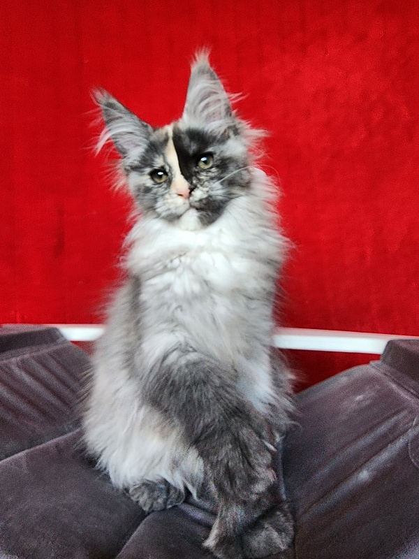 Pelageya  Akbars (polydactyl) 55/66 - Kitten maine-coon 2 months 2.5 weeks