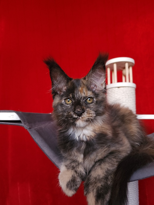 Praskovya  Akbars (polydactyl) 55/66 - Kitten maine-coon 2 months 2.5 weeks