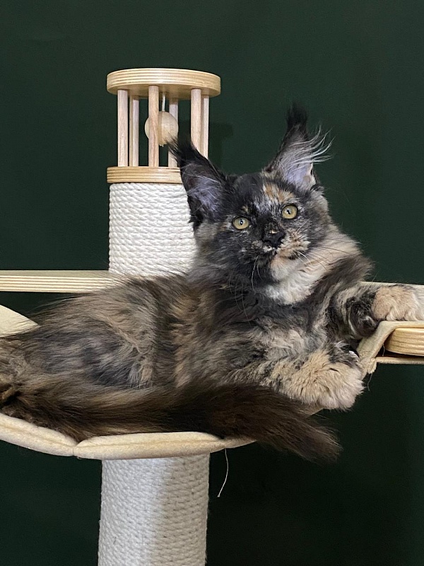 Praskovya  Akbars (polydactyl) 55/66 - Kitten maine-coon 3 months 1 week