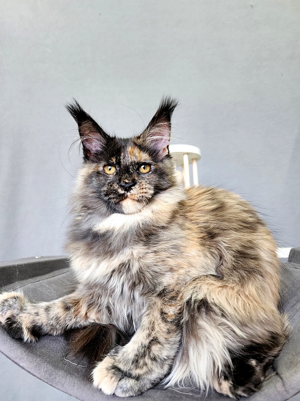 Praskovya  Akbars (polydactyl) 55/66 - Kitten maine-coon 4 months