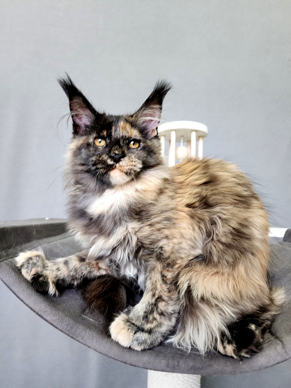 Praskovya  Akbars (polydactyl) 55/66 - Kitten maine-coon 4 months
