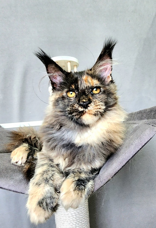 Praskovya  Akbars (polydactyl) 55/66 - Kitten maine-coon 4 months