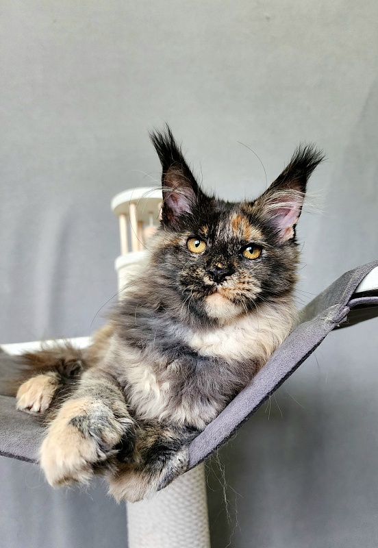 Praskovya  Akbars (polydactyl) 55/66 - Kitten maine-coon 4 months