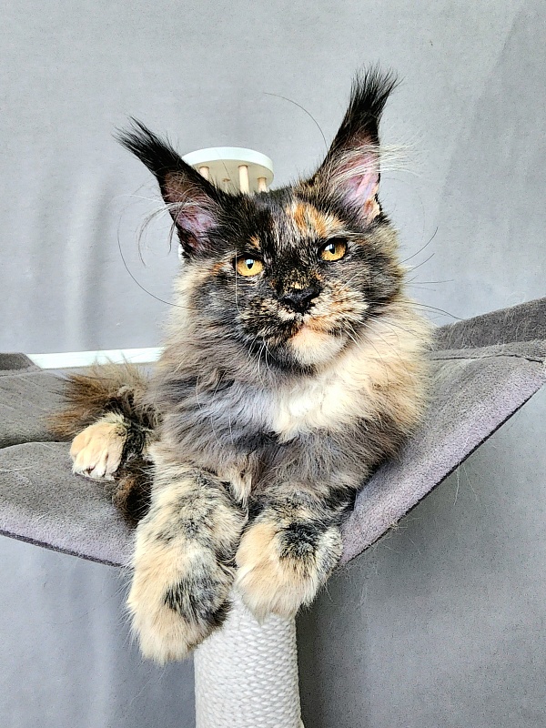 Praskovya  Akbars (polydactyl) 55/66 - Kitten maine-coon 4 months