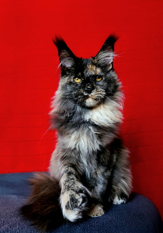 Praskovya  Akbars (polydactyl) 55/66 - Kitten maine-coon 5 months 0.5 weeks