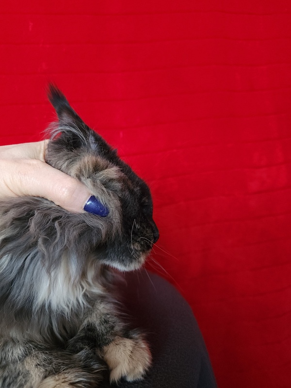 Praskovya  Akbars (polydactyl) 55/66 - Kitten maine-coon 5 months 0.5 weeks