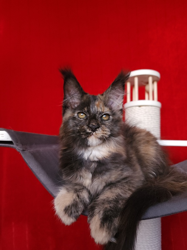 Praskovya  Akbars (polydactyl) 55/66 - Kitten maine-coon 2 months 2.5 weeks