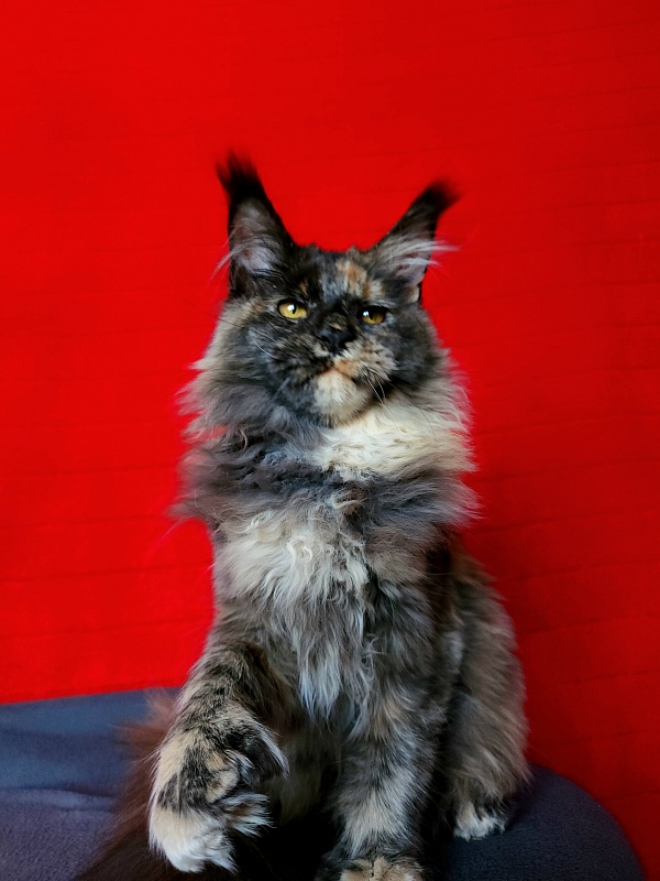 Praskovya  Akbars (polydactyl) 55/66 - Kitten maine-coon 5 months 0.5 weeks