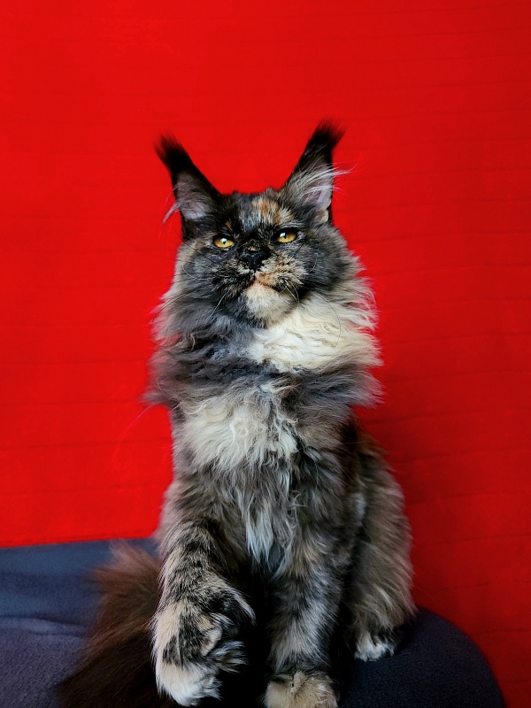 Praskovya  Akbars (polydactyl) 55/66 - Kitten maine-coon 5 months 0.5 weeks