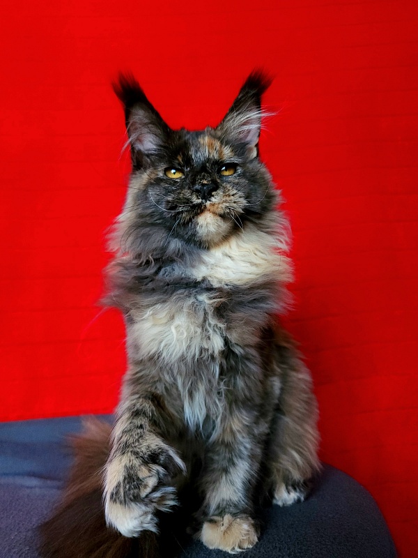 Praskovya  Akbars (polydactyl) 55/66 - Kitten maine-coon 5 months 0.5 weeks