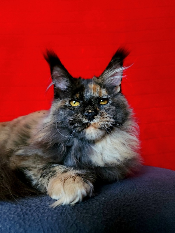 Praskovya  Akbars (polydactyl) 55/66 - Kitten maine-coon 5 months 0.5 weeks