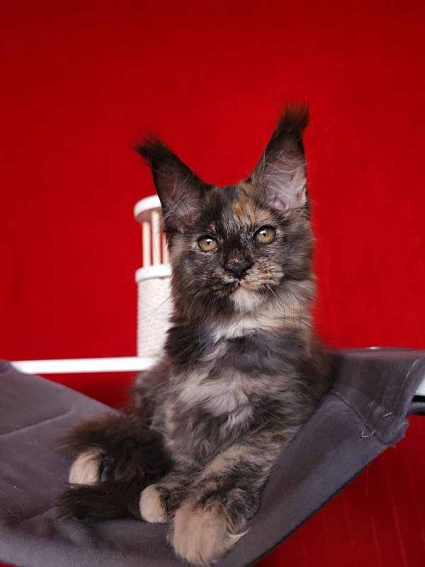 Praskovya  Akbars (polydactyl) 55/66 - Kitten maine-coon 2 months 2.5 weeks