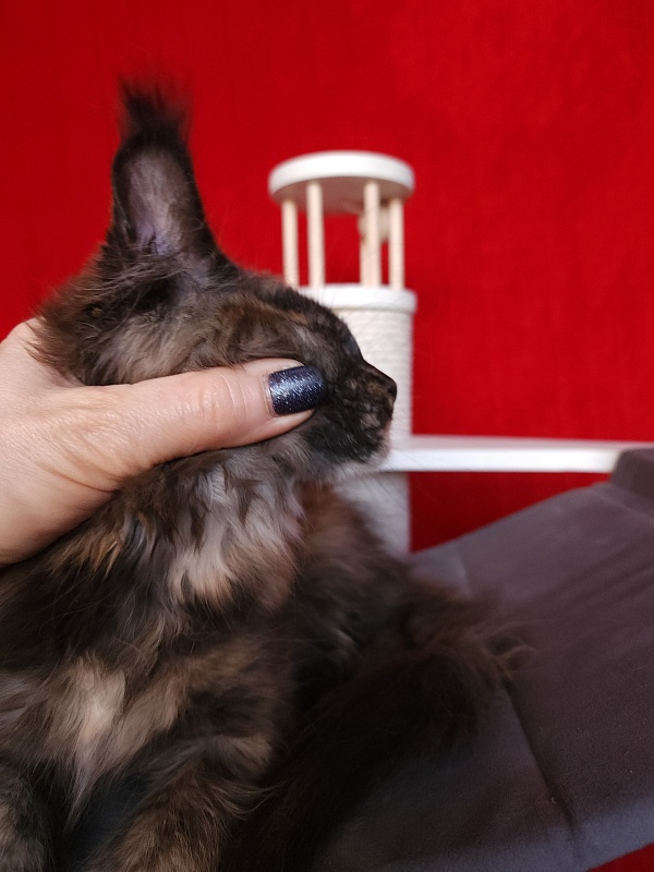 Praskovya  Akbars (polydactyl) 55/66 - Kitten maine-coon 2 months 2.5 weeks