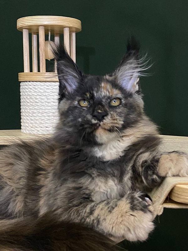 Praskovya  Akbars (polydactyl) 55/66 - Kitten maine-coon 3 months 1 week