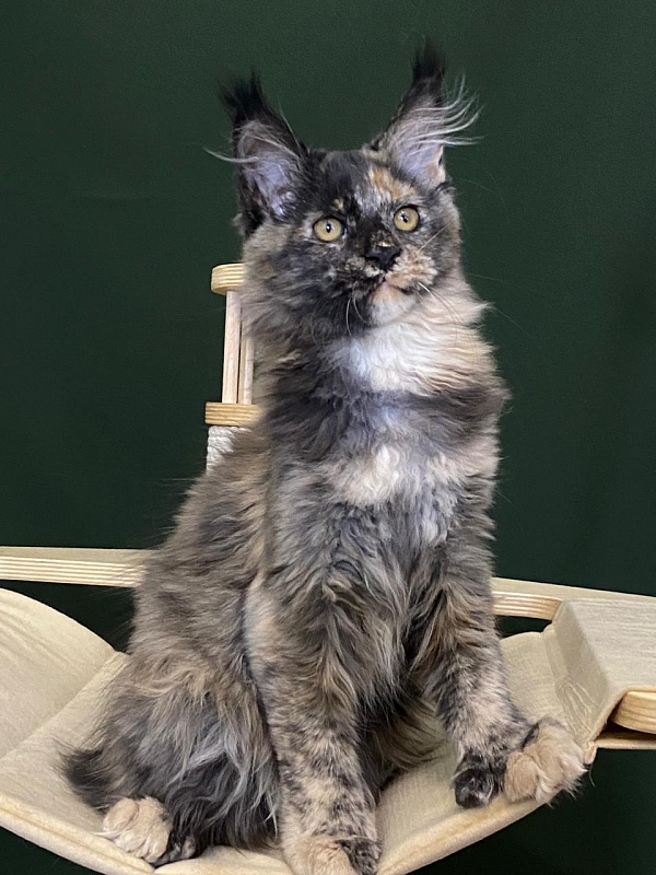 Praskovya  Akbars (polydactyl) 55/66 - Kitten maine-coon 3 months 1 week