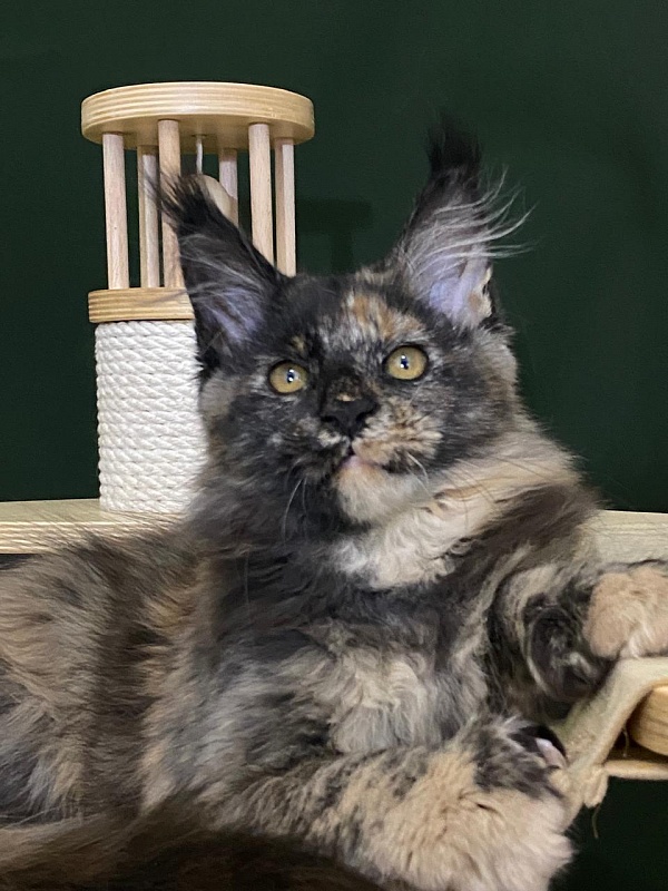 Praskovya  Akbars (polydactyl) 55/66 - Kitten maine-coon 3 months 1 week