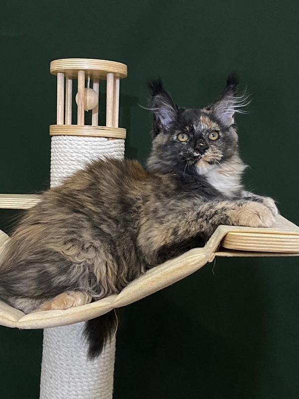 Praskovya  Akbars (polydactyl) 55/66 - Kitten maine-coon 3 months 1 week