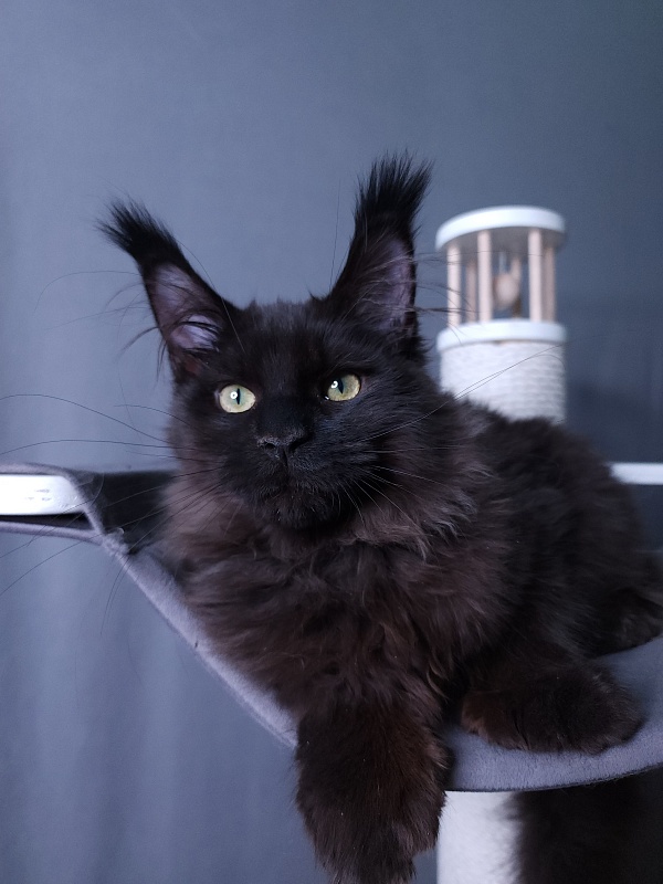 Twix  Akbars (polydactyl 66/66) - Kitten maine-coon 4 months 1 week