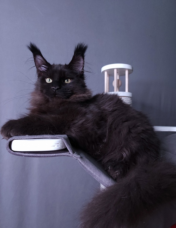 Twix  Akbars (polydactyl 66/66) - Kitten maine-coon 4 months 1 week