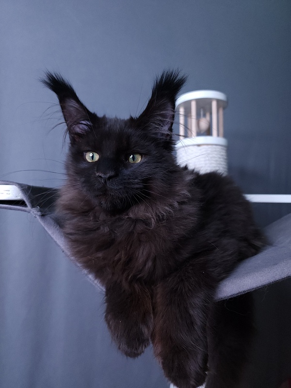 Twix  Akbars (polydactyl 66/66) - Kitten maine-coon 4 months 1 week