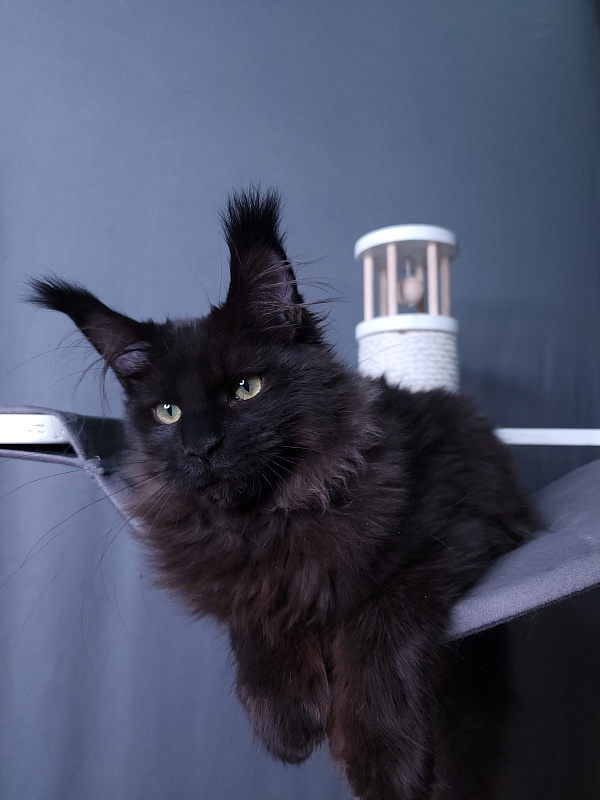 Twix  Akbars (polydactyl 66/66) - Kitten maine-coon 4 months 1 week