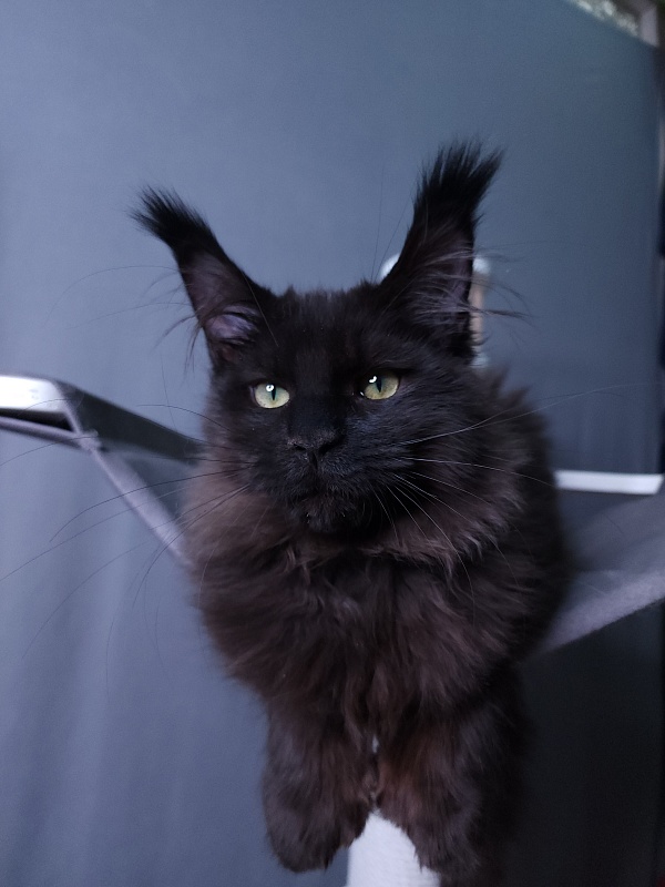 Twix  Akbars (polydactyl 66/66) - Kitten maine-coon 4 months 1 week