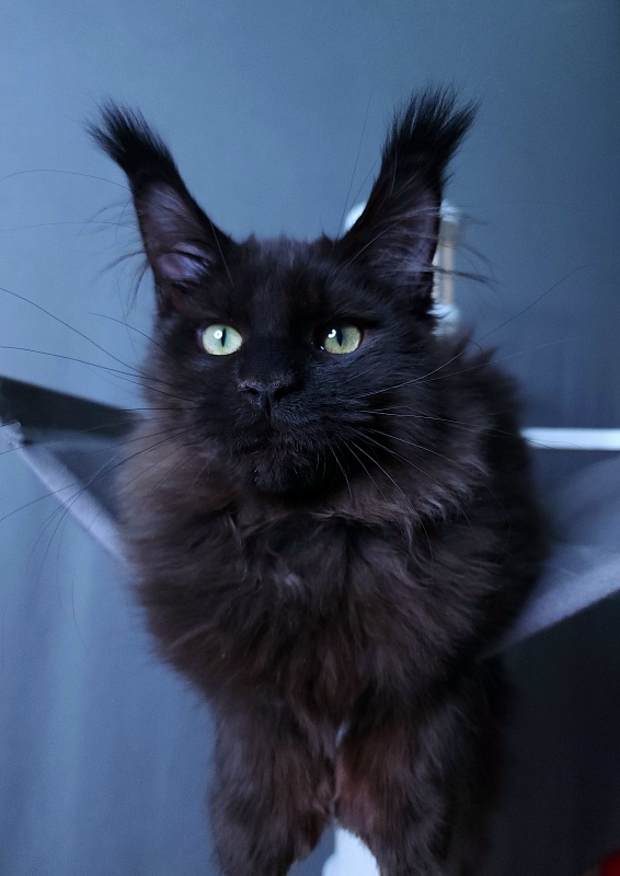 Twix  Akbars (polydactyl 66/66) - Kitten maine-coon 4 months 1 week