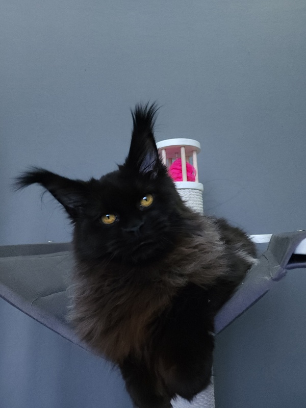 H*Margo  Akbars - Kitten maine-coon 6 months