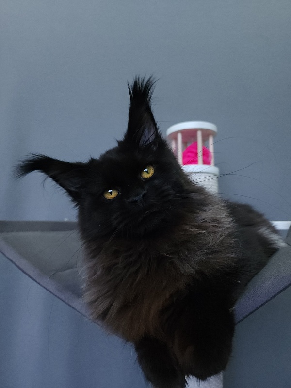 H*Margo  Akbars - Kitten maine-coon 6 months