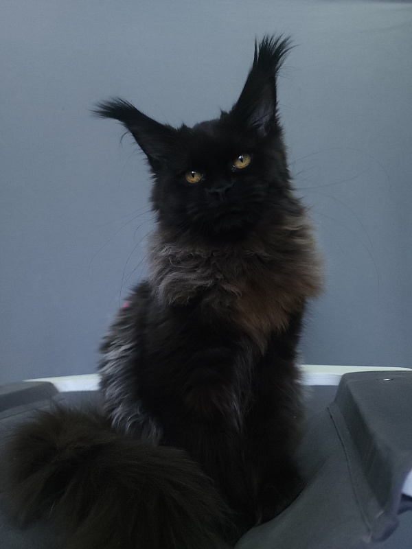 H*Margo  Akbars - Kitten maine-coon 6 months