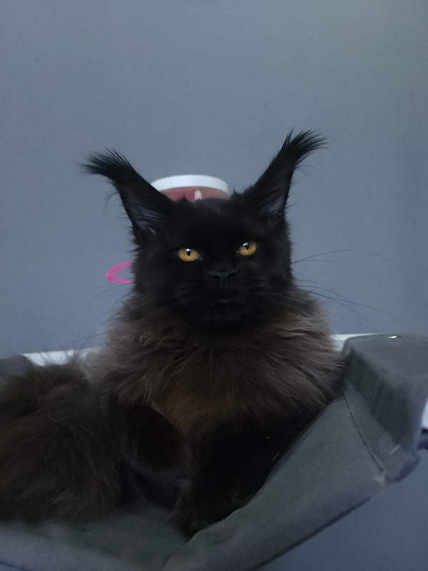 H*Margo  Akbars - Kitten maine-coon 6 months