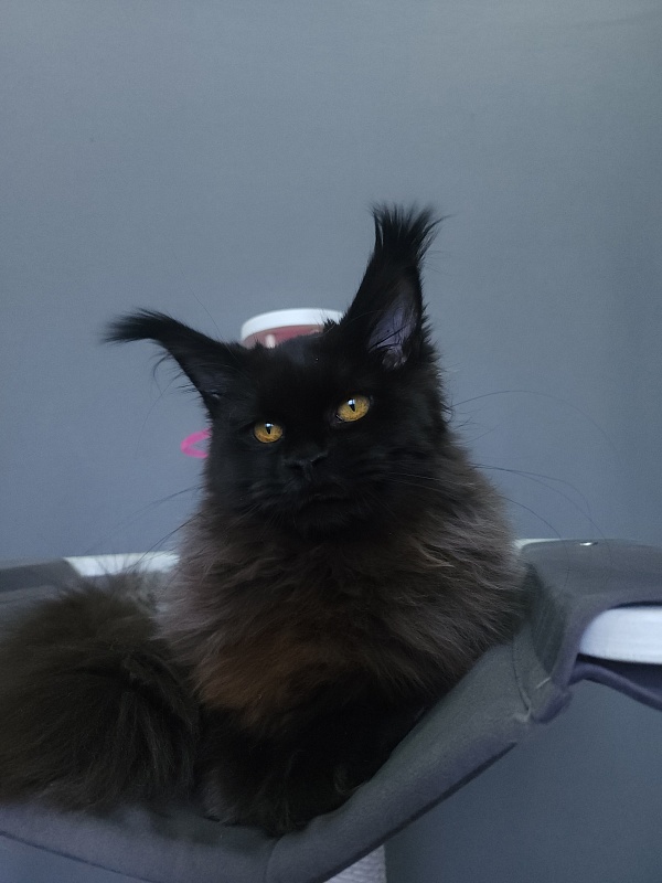 H*Margo  Akbars - Kitten maine-coon 6 months