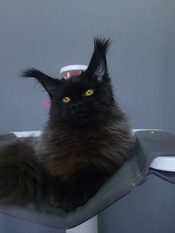 H*Margo  Akbars - Kitten maine-coon 6 months