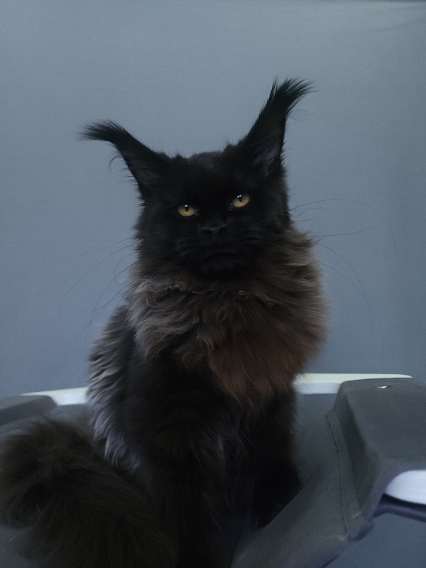 H*Margo  Akbars - Kitten maine-coon 6 months