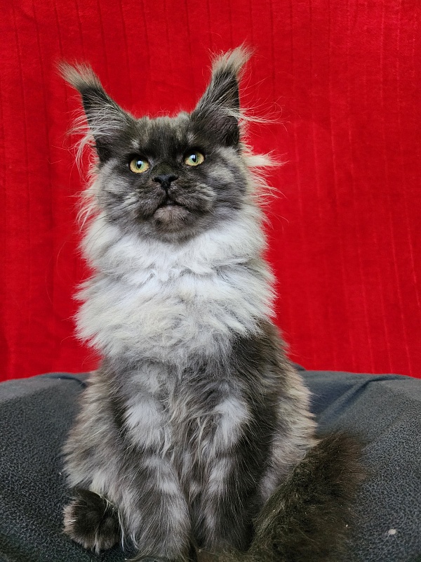 Hazel  Akbars - Kitten maine-coon 5 months 1.5 week