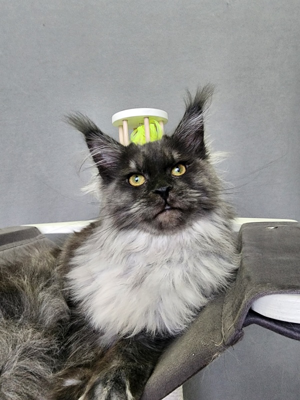 Hazel  Akbars - Kitten maine-coon 6 months