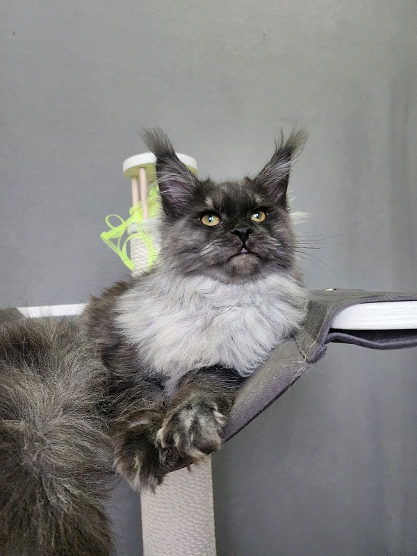 Hazel  Akbars - Kitten maine-coon 6 months