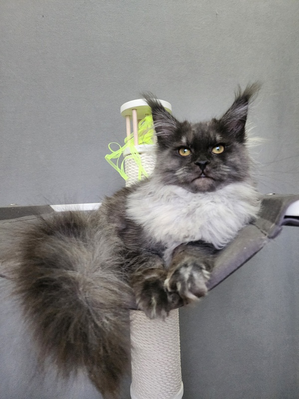 Hazel  Akbars - Kitten maine-coon 6 months