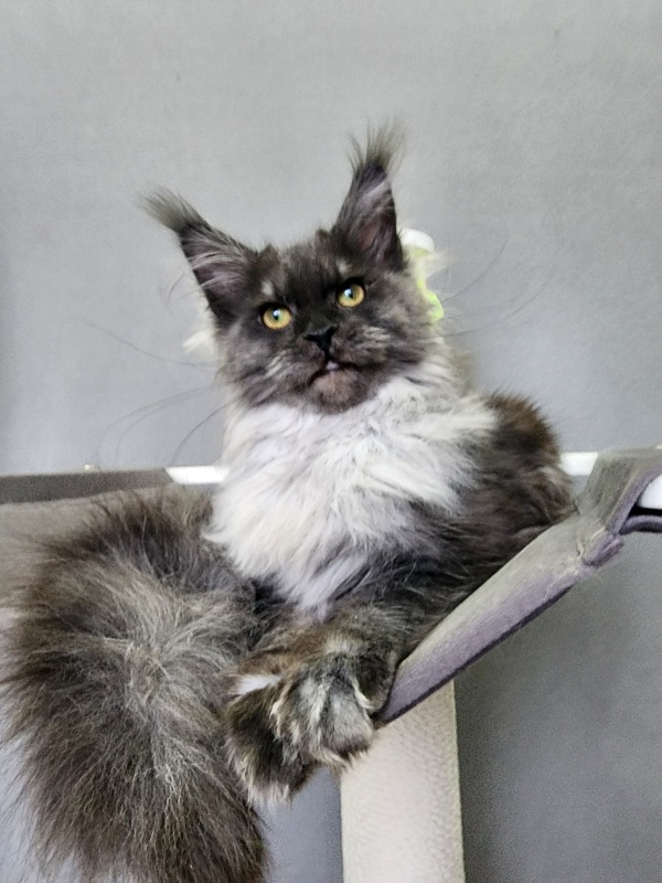 Hazel  Akbars - Kitten maine-coon 6 months