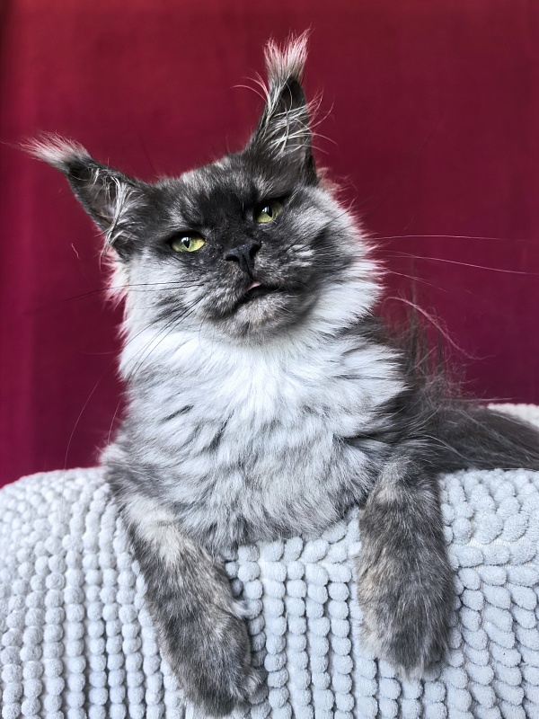 Hazel  Akbars - Adult maine-coon 1 year 2.5 weeks