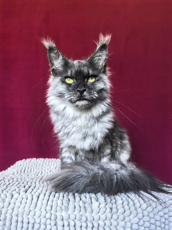 Hazel  Akbars - Adult maine-coon 1 year 2.5 weeks